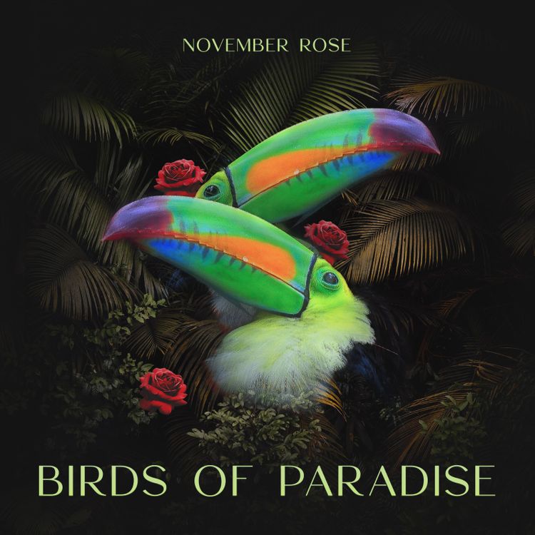November Rose - Birds of Paradise mp3